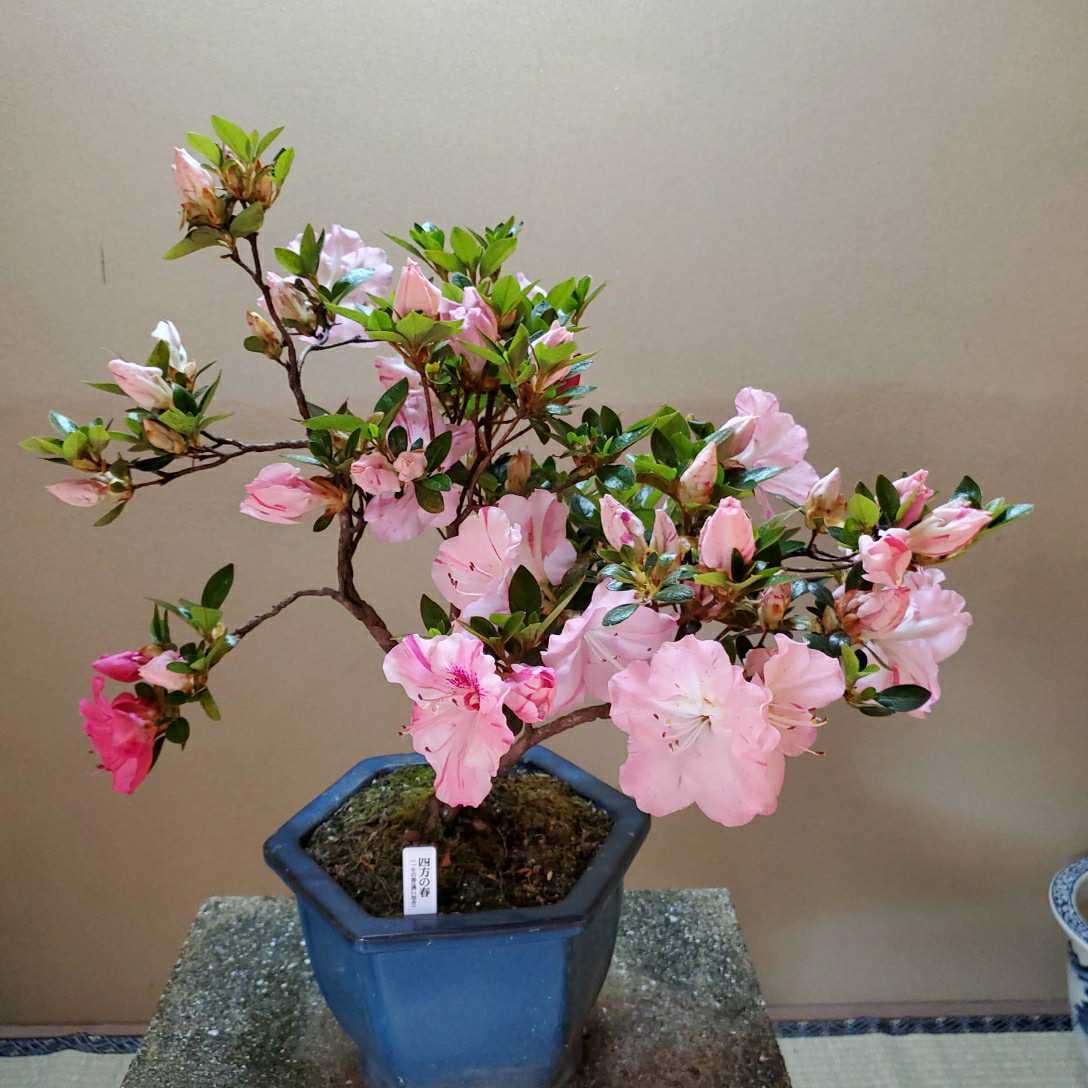 さつき　一生の春 サツキ 一生の春 4号×3株セット｜花木10-AK | 花木・庭木,サツキ