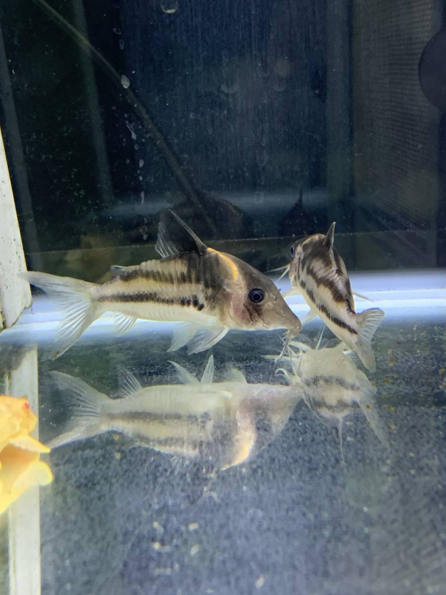 最近30日のコリドラス内カテゴリ オークション落札価格一覧 オークフリー スマートフォン版