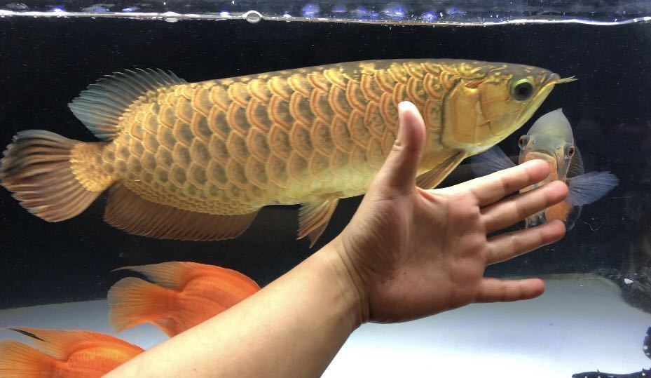 アジアアロワナ 過背金龍 45センチほど