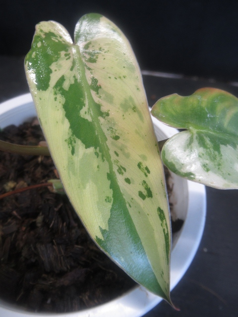 KN 1円！ フィロデンドロン イルセマニー（PHILODENDRON ILSEMANII