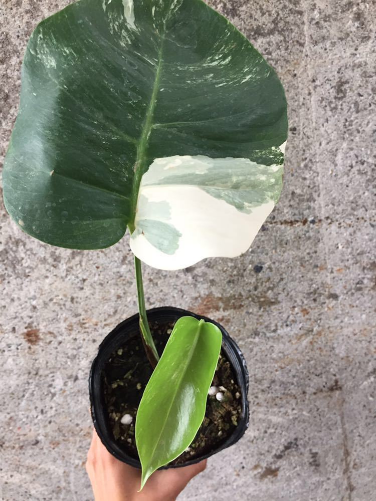 超最高級 極斑入り 大株 モンステラ ボルシギアナ ホワイト タイガー 1鉢①