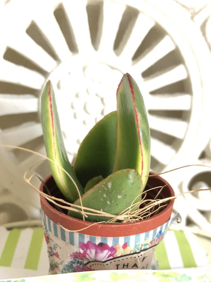 多肉植物 斑入り金のなる木 花月錦 カット苗 可愛い寄せ植えに 送料７３円 の落札情報詳細 ヤフオク落札価格情報 オークフリー スマートフォン版